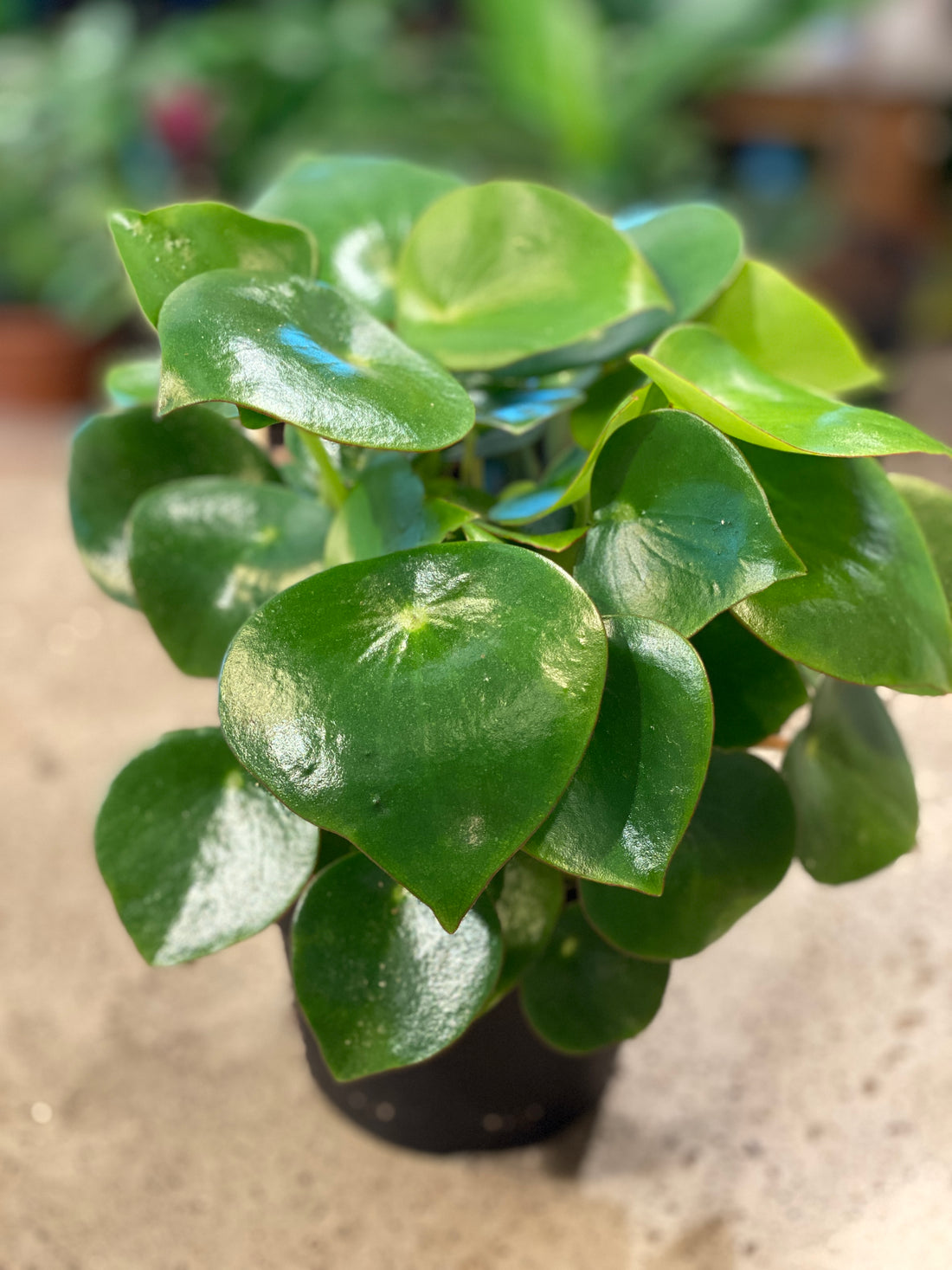 Peperomia Raindrop