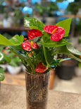 Lovely Hearts Anthurium in the Glass