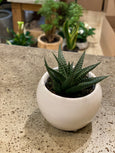 2.5" White Ceramic pot