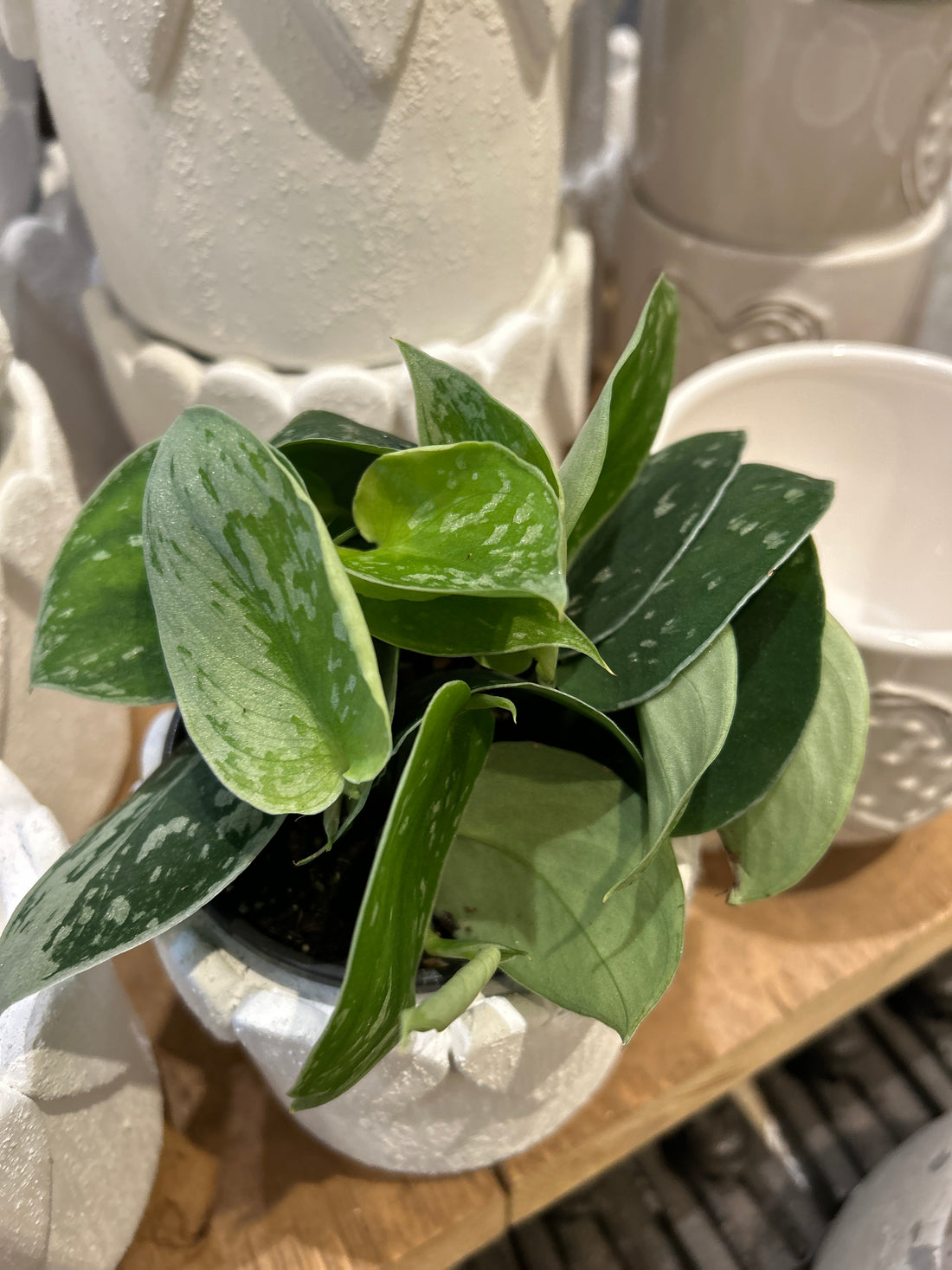 Scindapsus Pictus plants