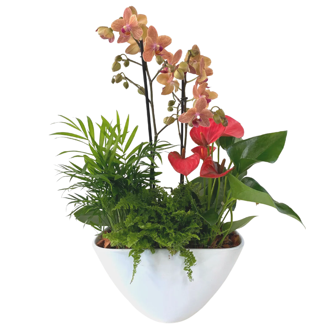 Large Eillen Orchid Planter