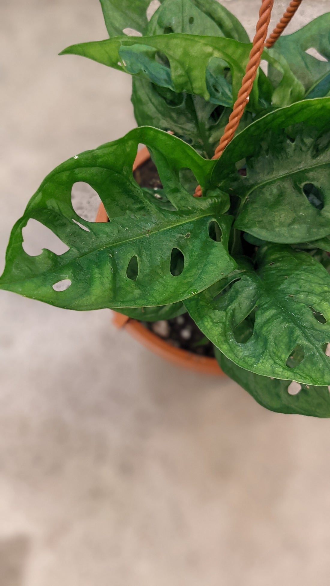 6" Monstera Adansonii (Swiss cheese vine)