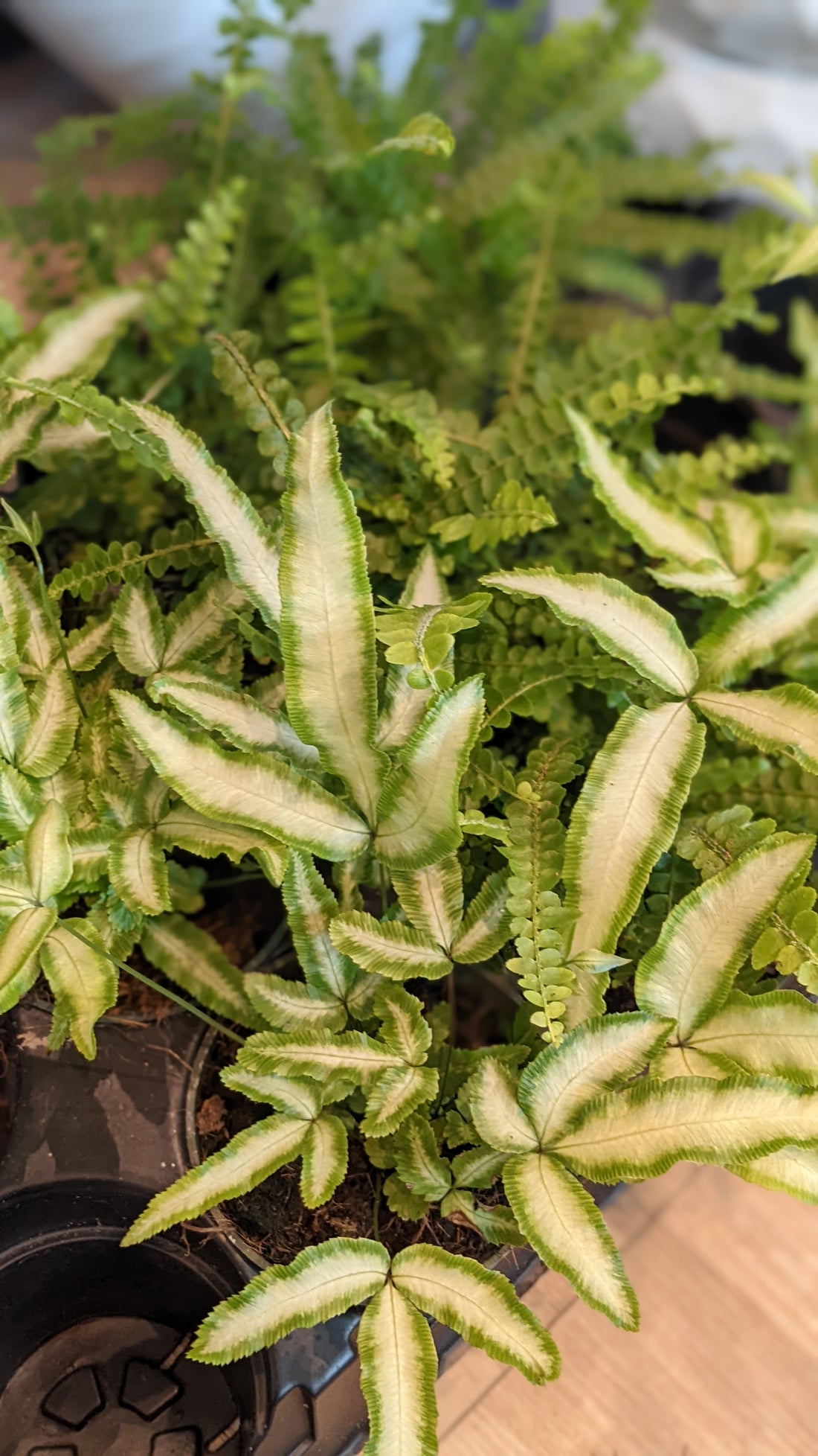 Assorted ferns 4" pot