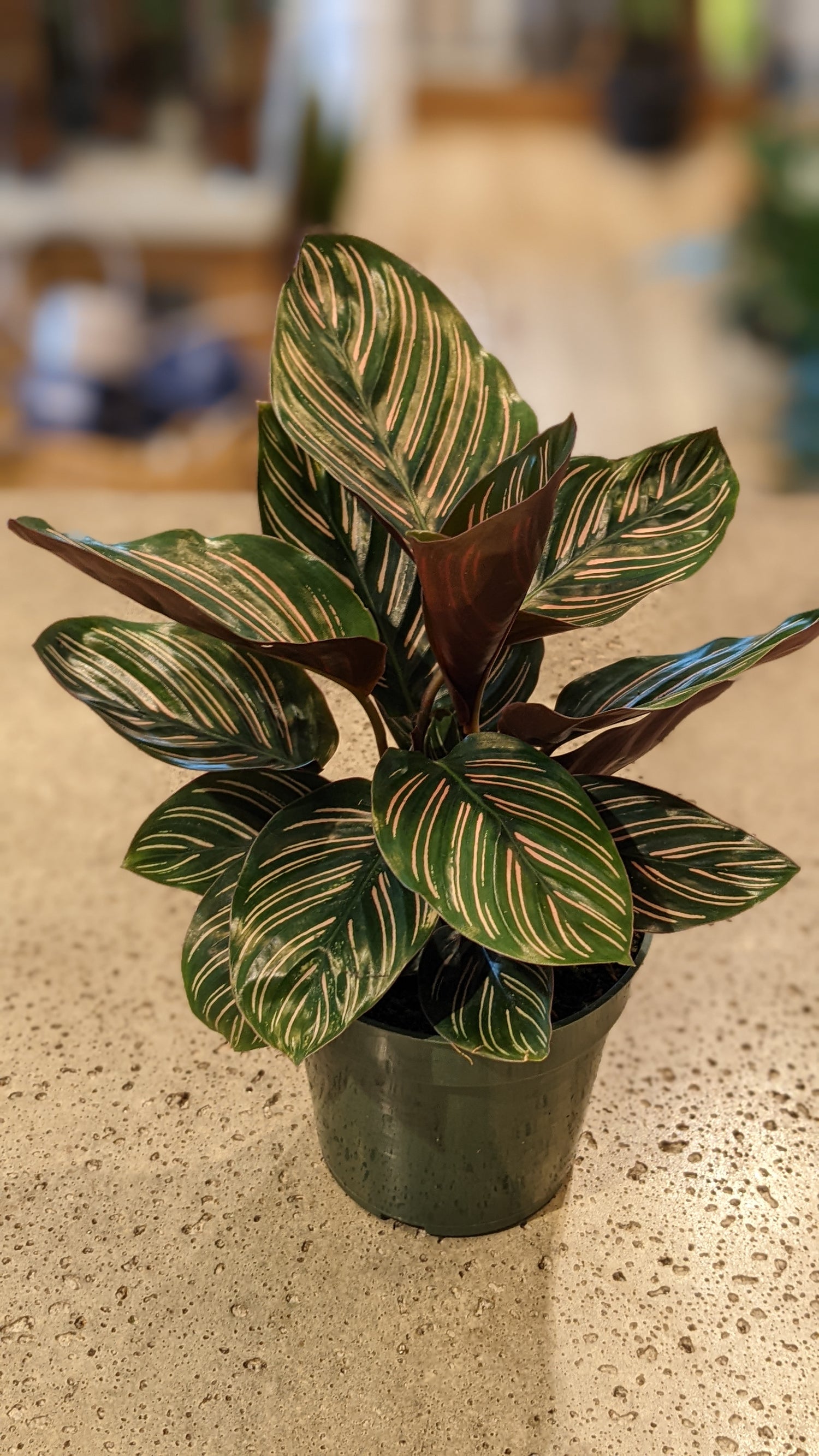 Calathea Ornata