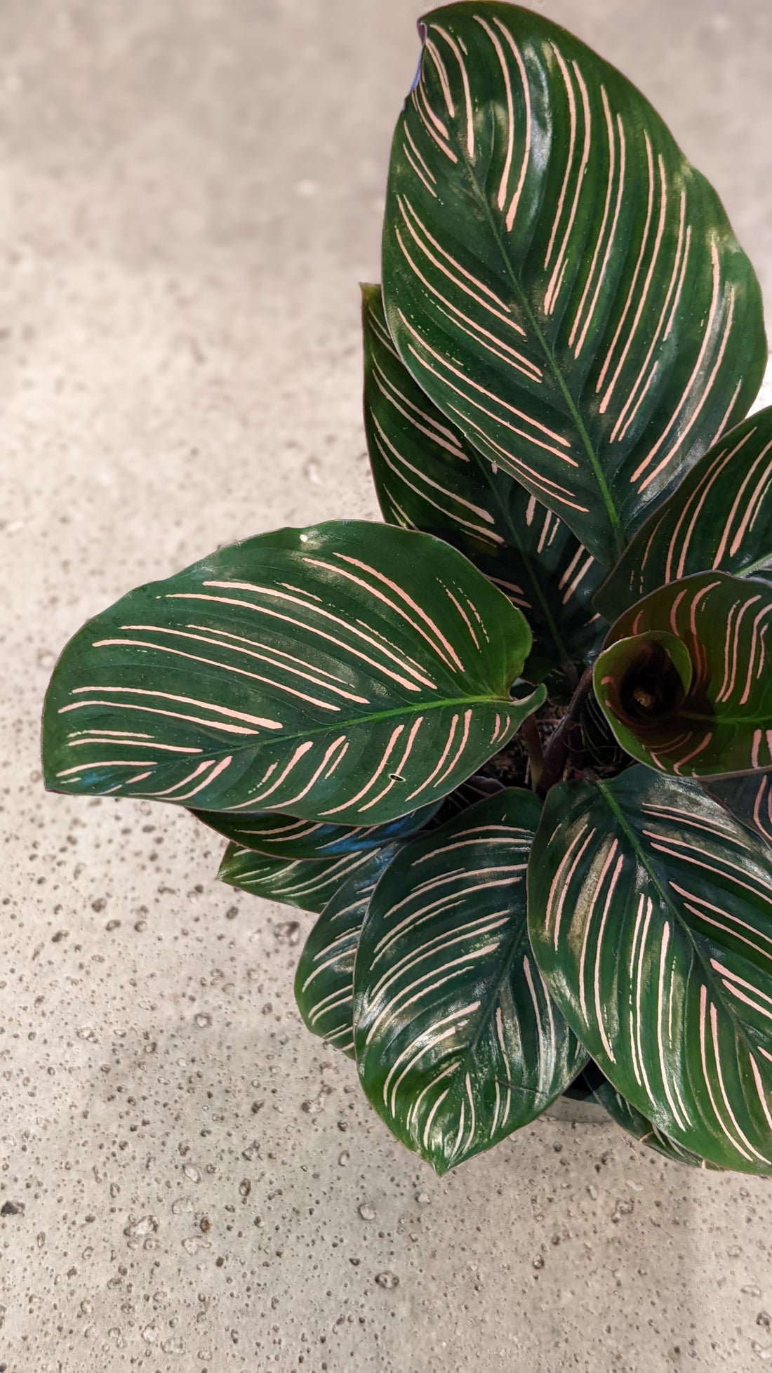 Calathea Ornata
