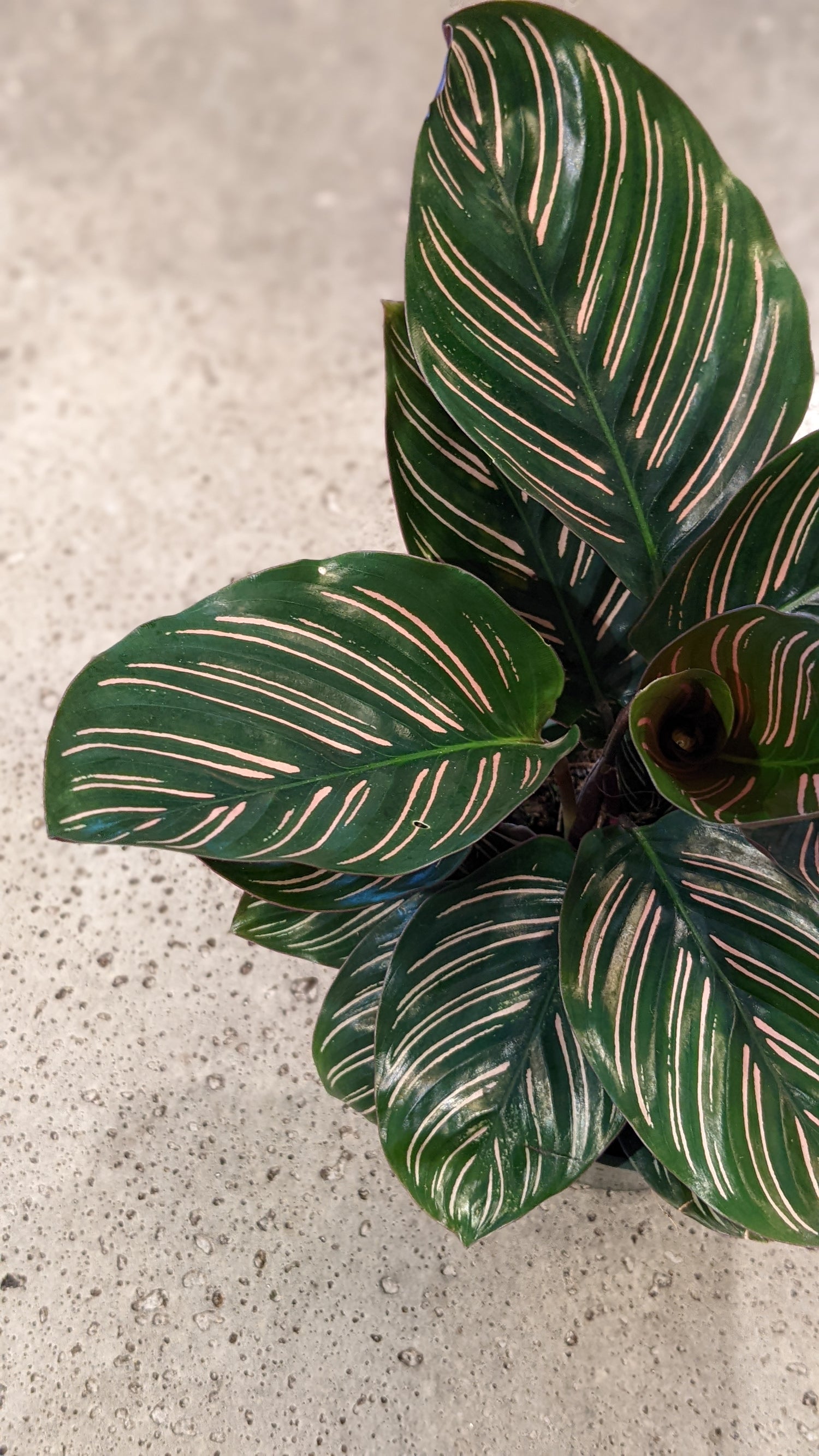 Calathea Ornata