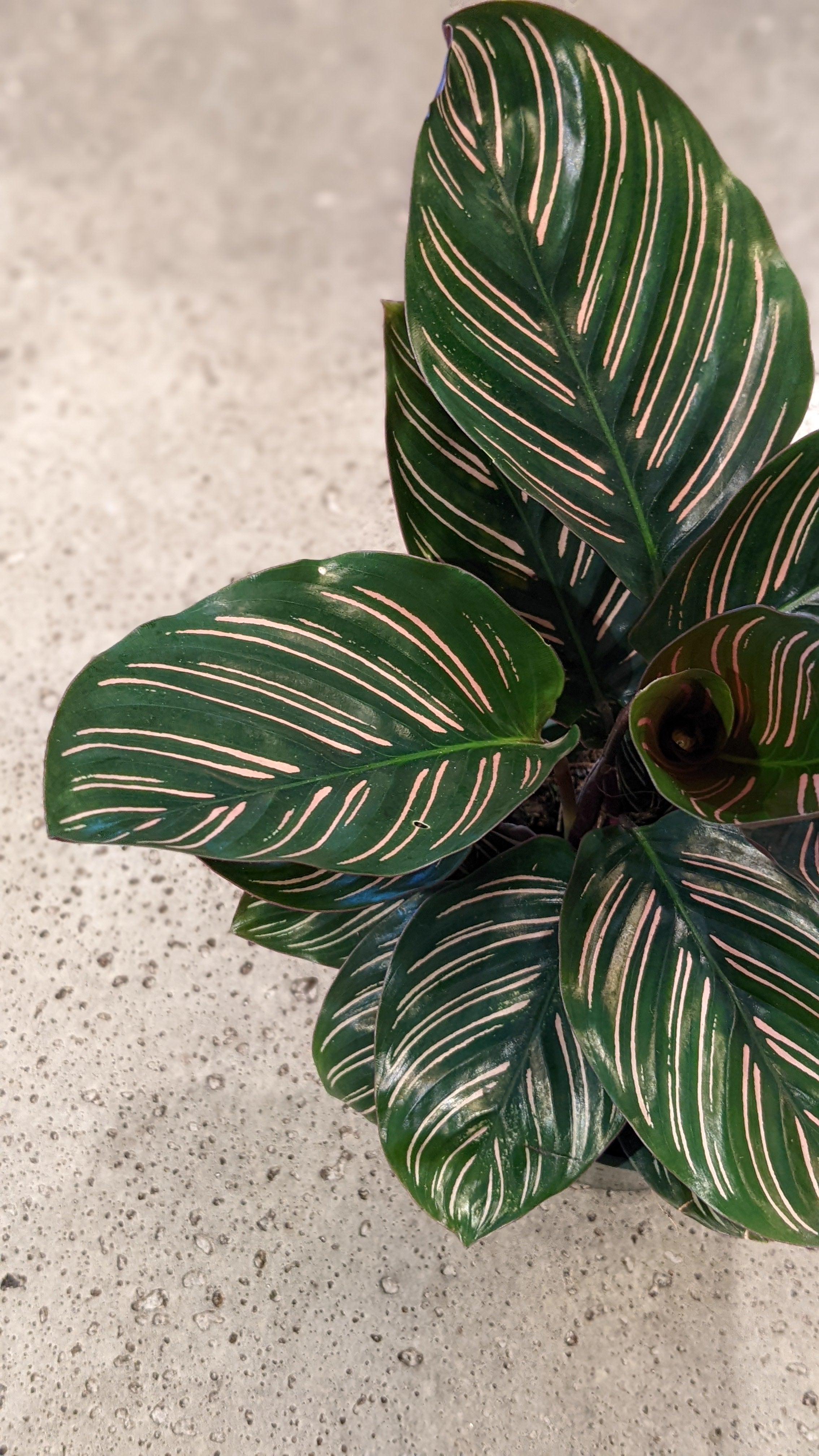 Calathea Ornata