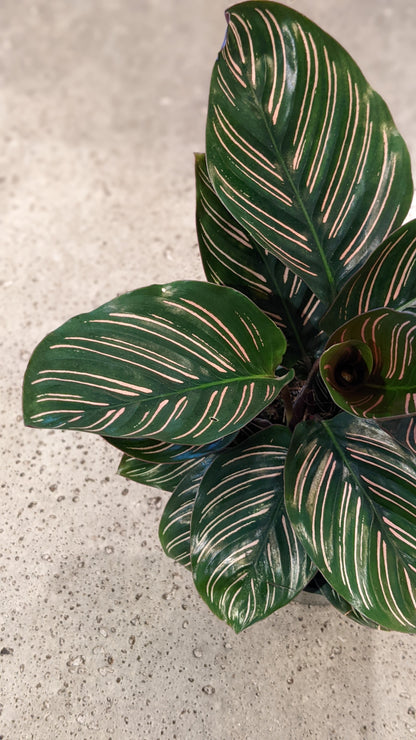 Calathea Ornata