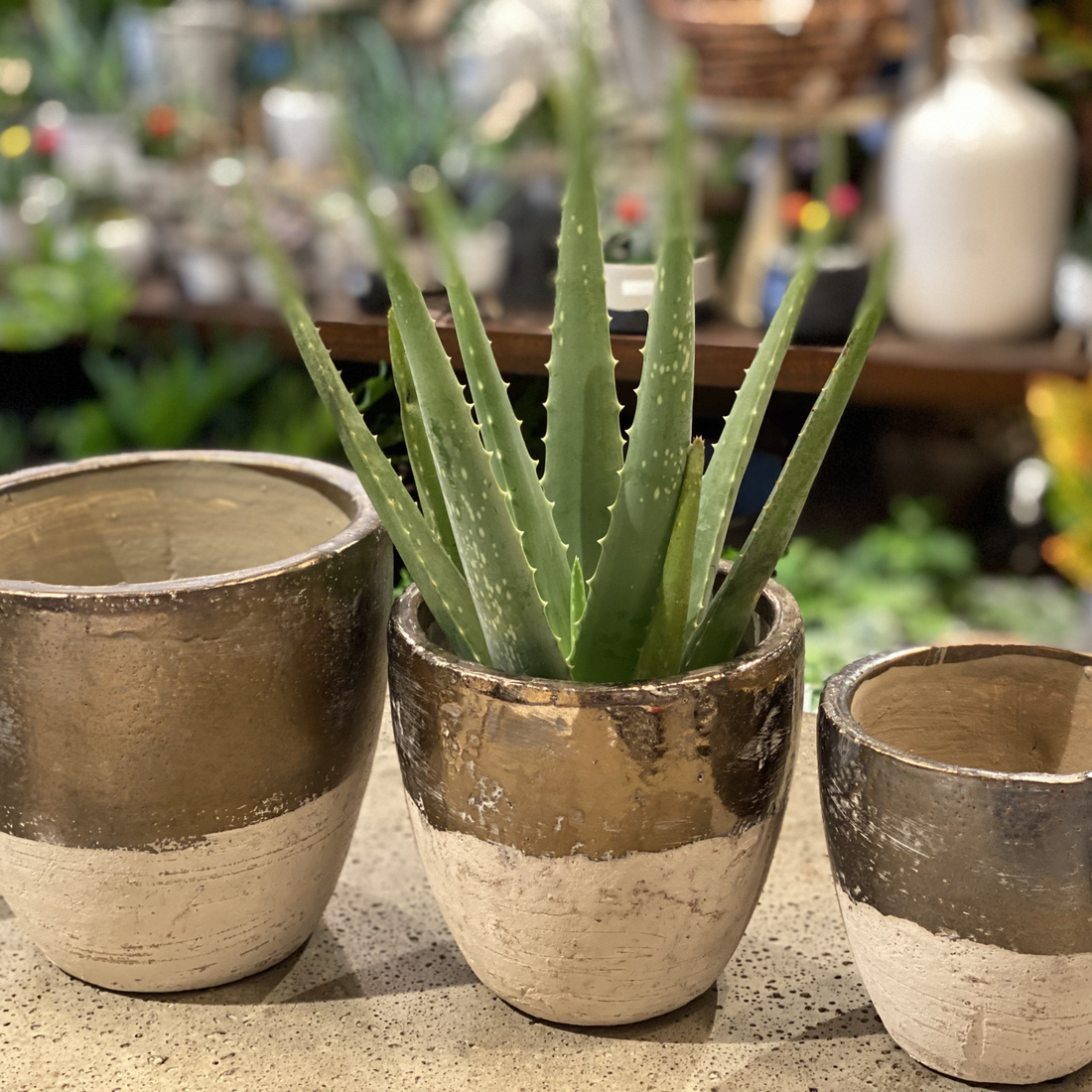 Muriel pot