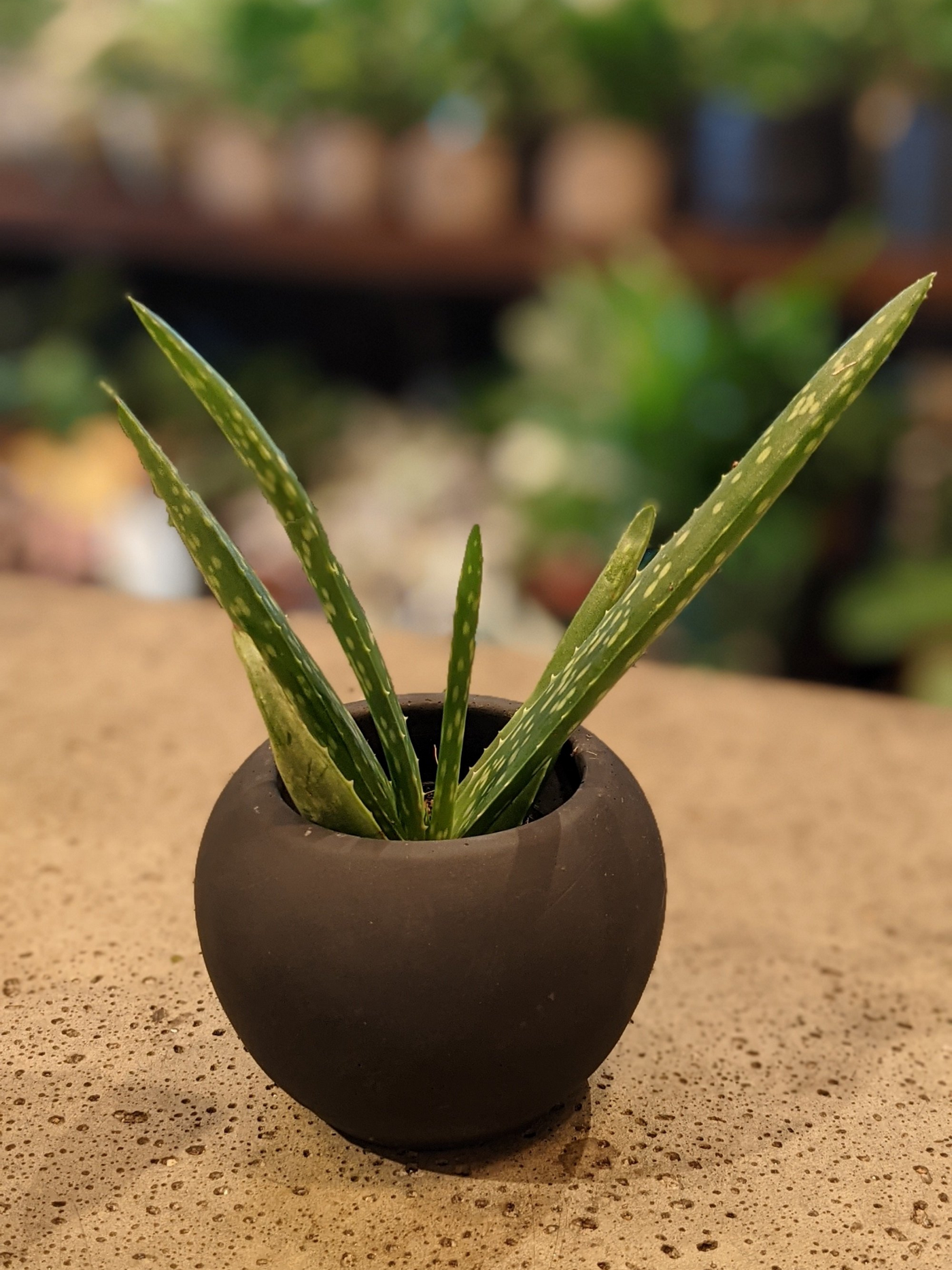 Small cement pot