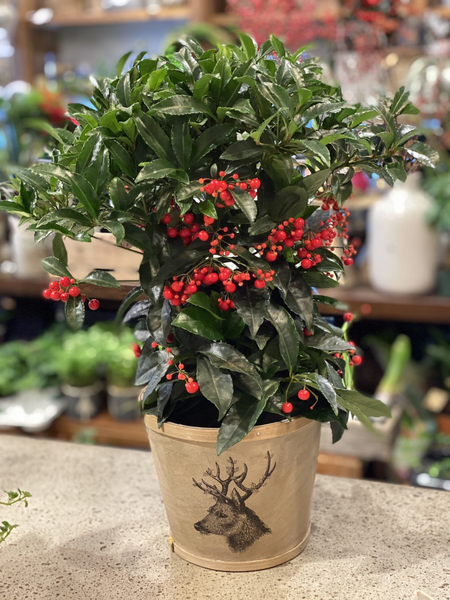Ardisia (Christmas Berry) Plant