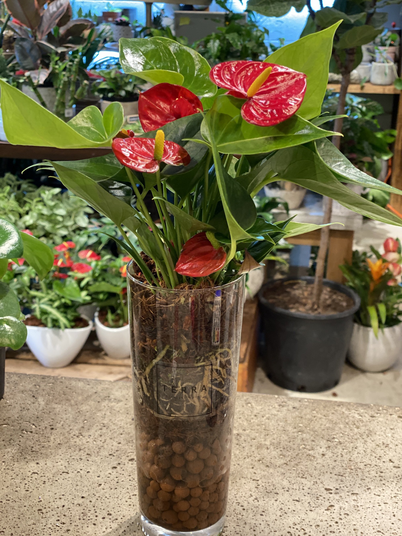 Lovely Hearts Anthurium in the Glass