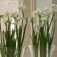 Paperwhite bulbs in the Glass vase