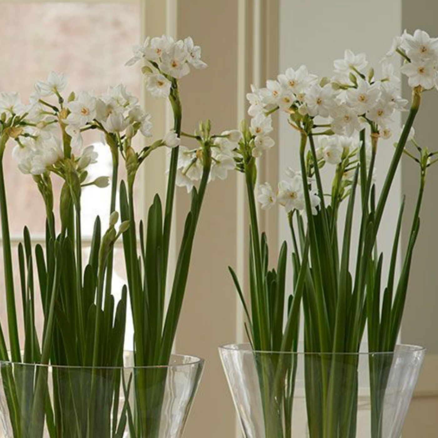 Paperwhite bulbs in the Glass vase