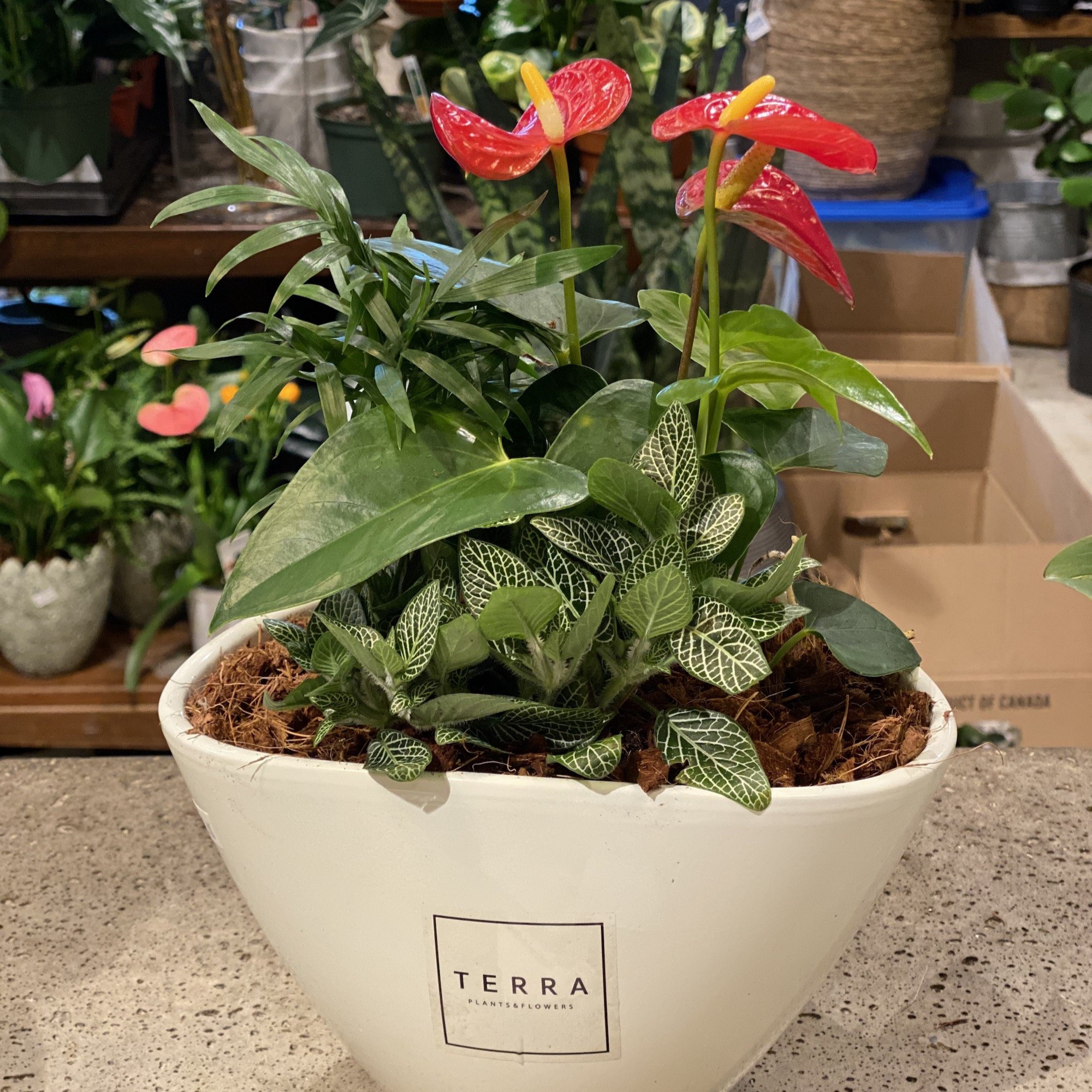 Medium Eilleen Planter