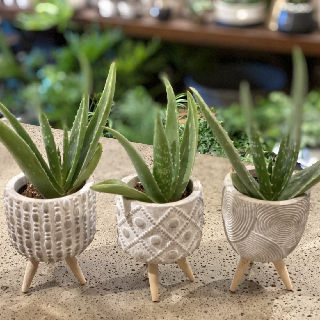 A Delightful Succulent Trio