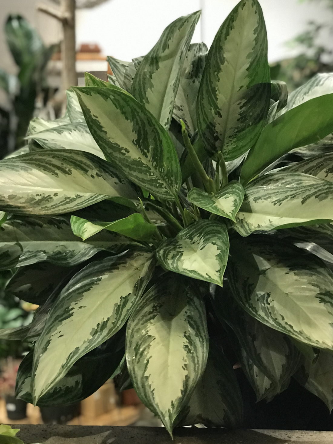 Aglaonema Silver Bay