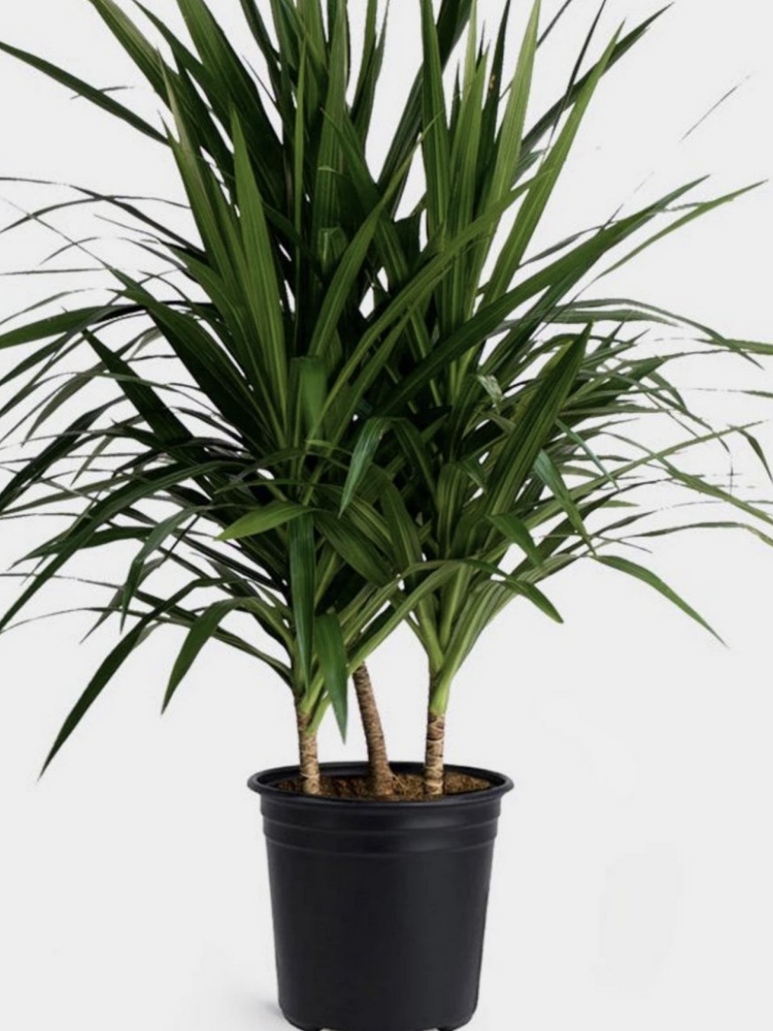 10" Dracaena Marginata Bush