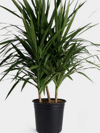 8&quot; Dracaena Marginata Staggered