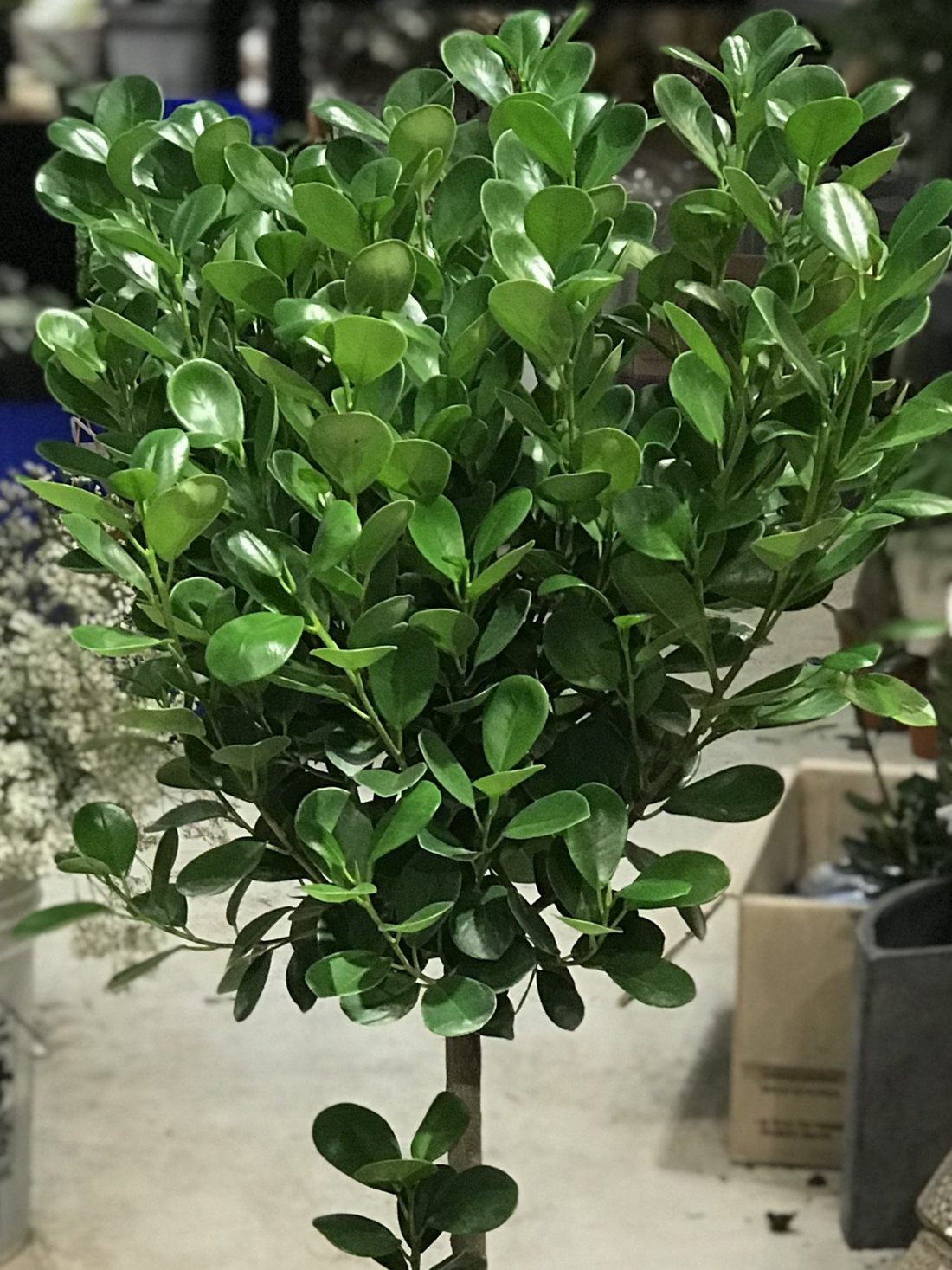 10&quot; Ficus Moclame (Ficus microcarpa)