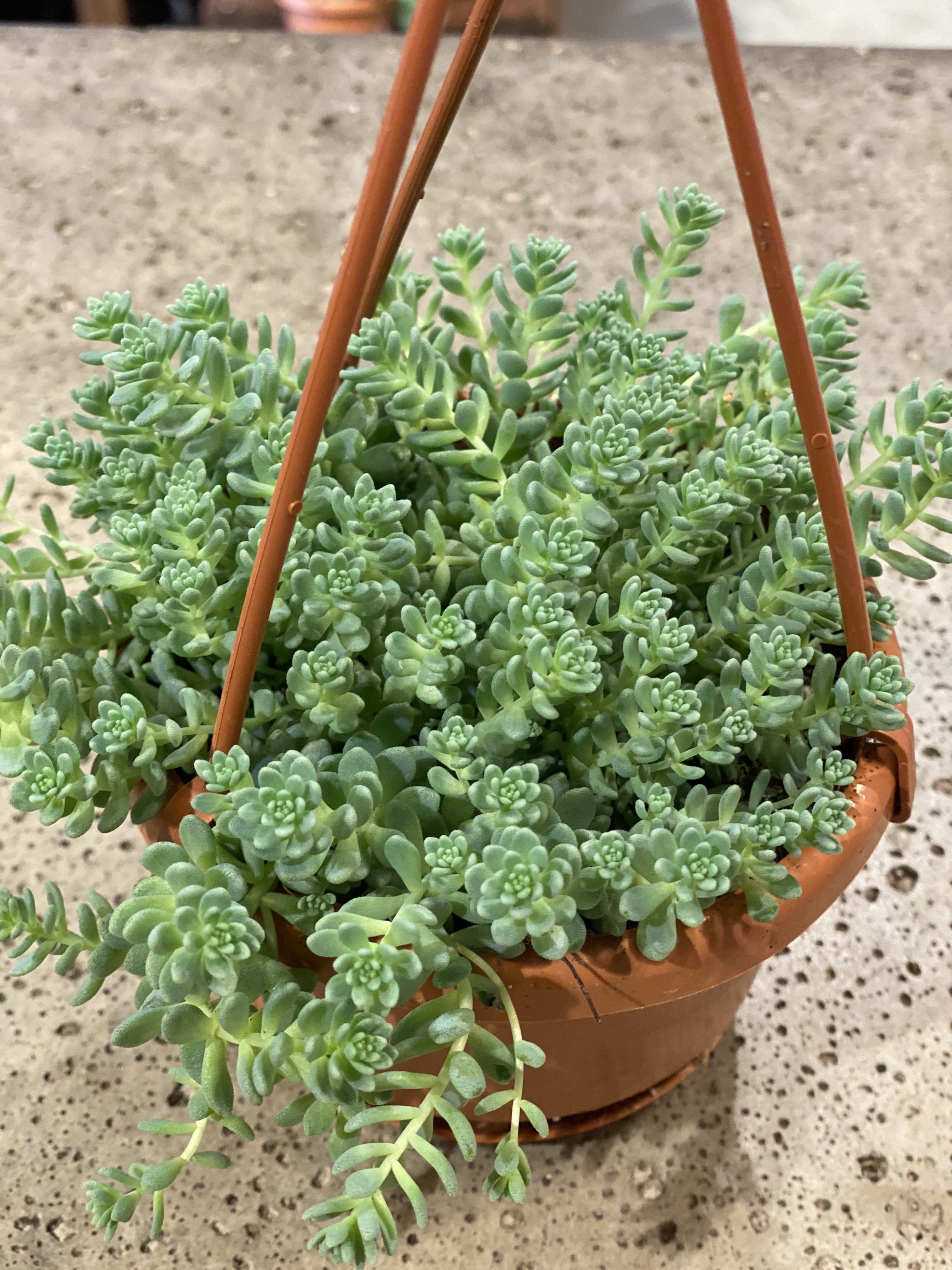 Sedum Dasyphylum