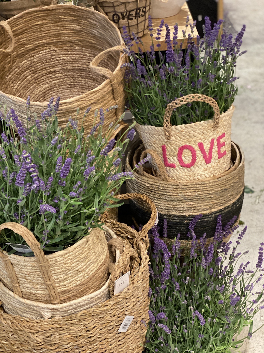 Lavender plant