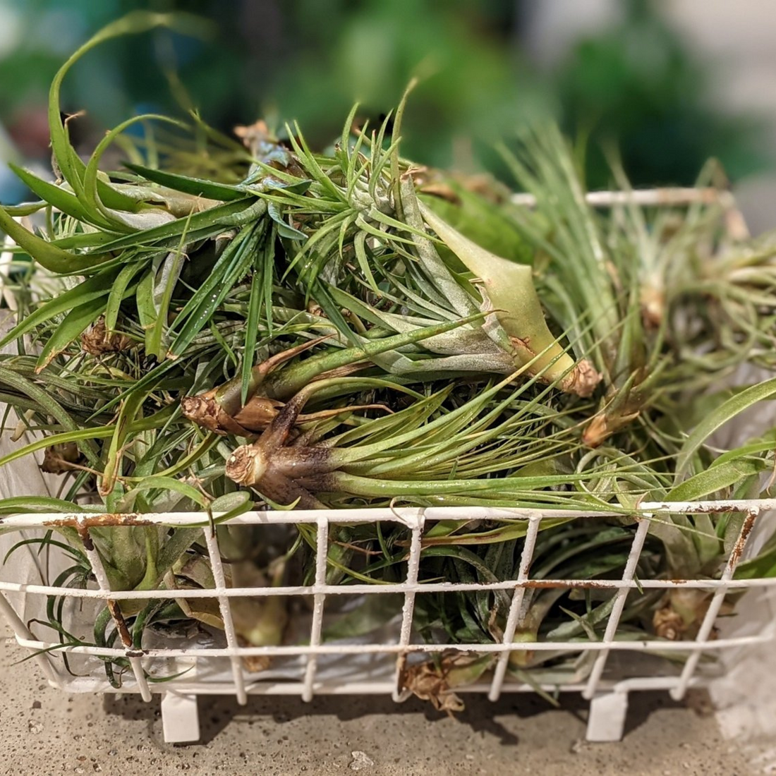 Airplant bundle (3)