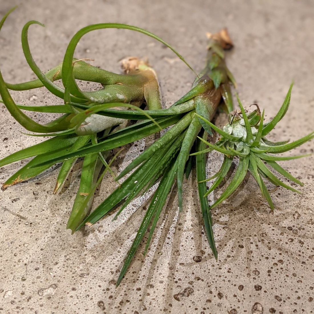 Airplant bundle (3)