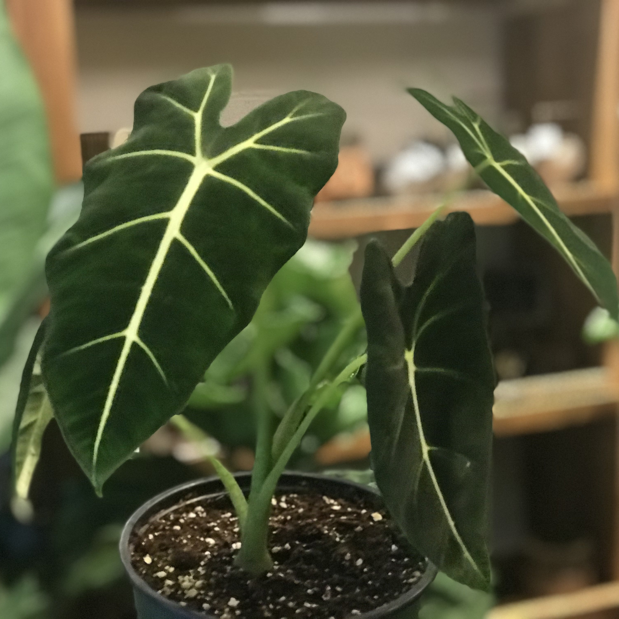 Alocasia Frydek