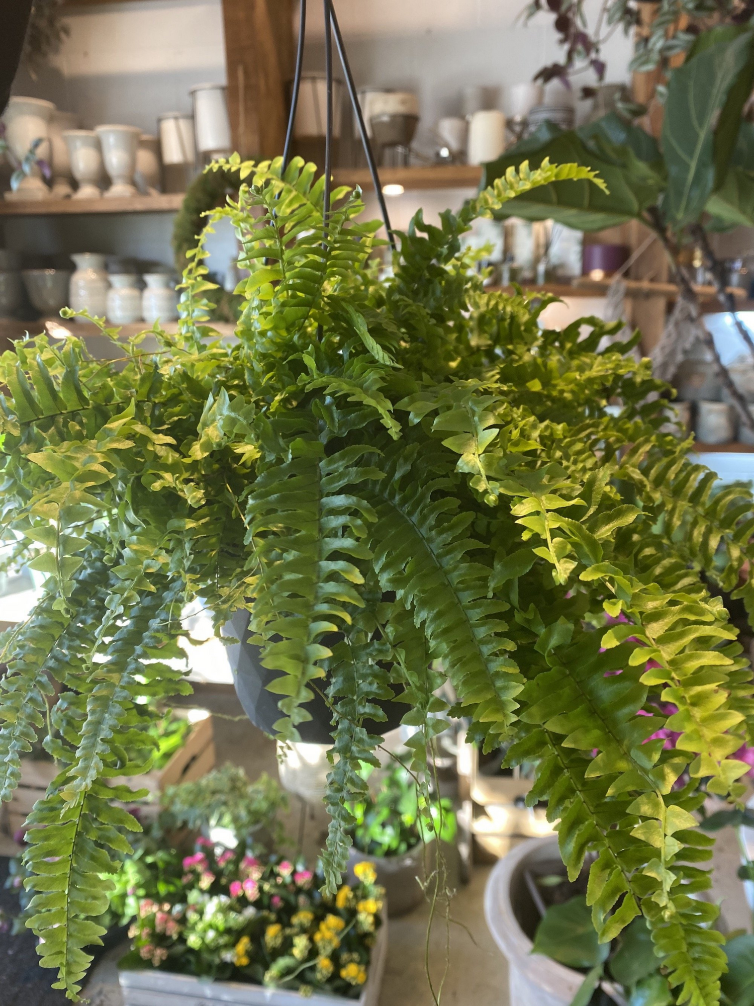 Boston Fern Hanging pot