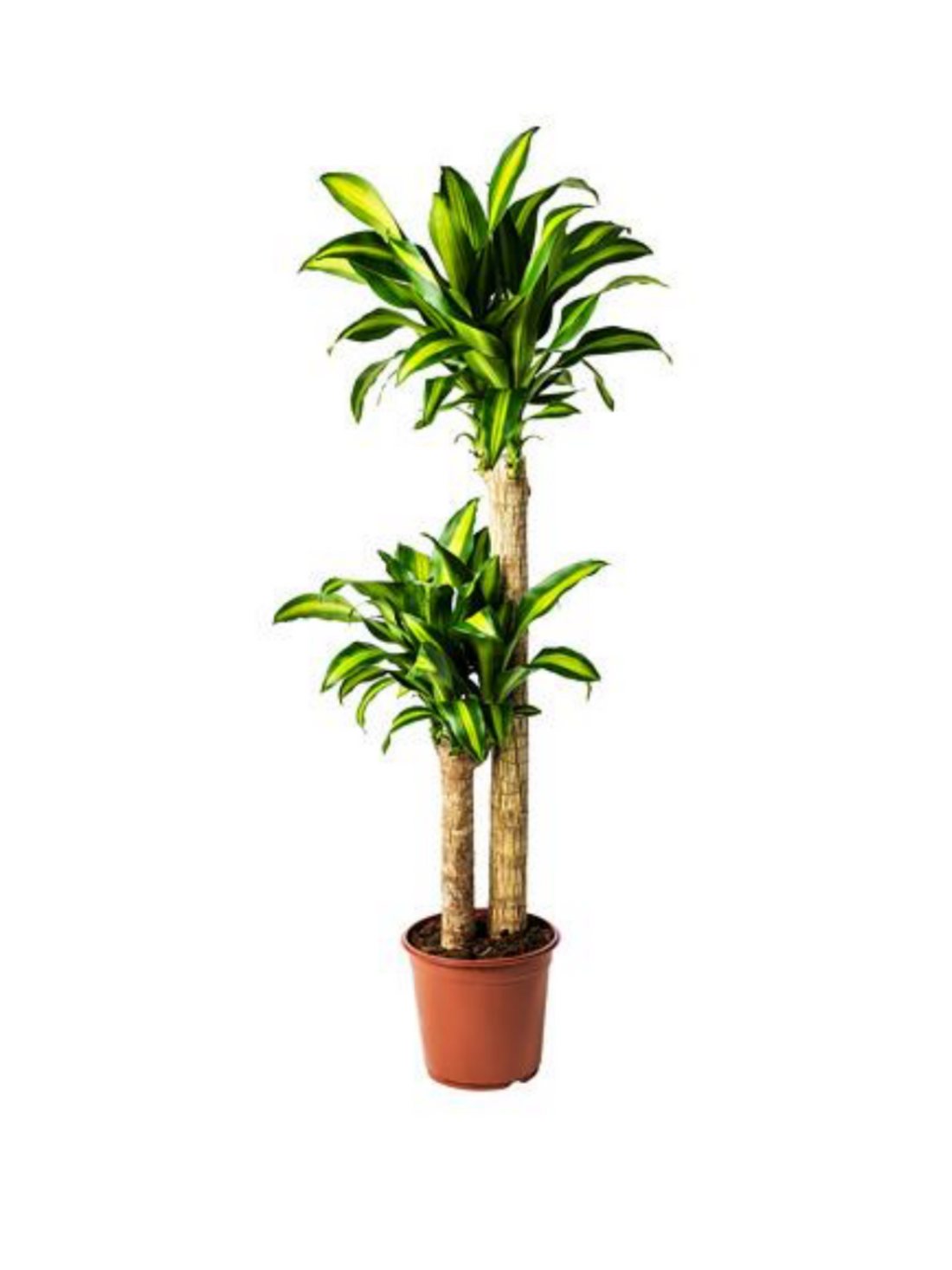 Dracaena Massangeana