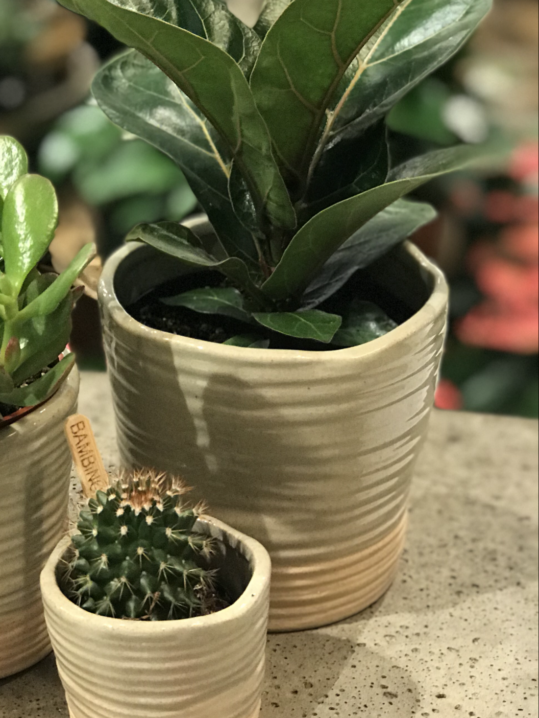 Ficus Lyrata Bambino