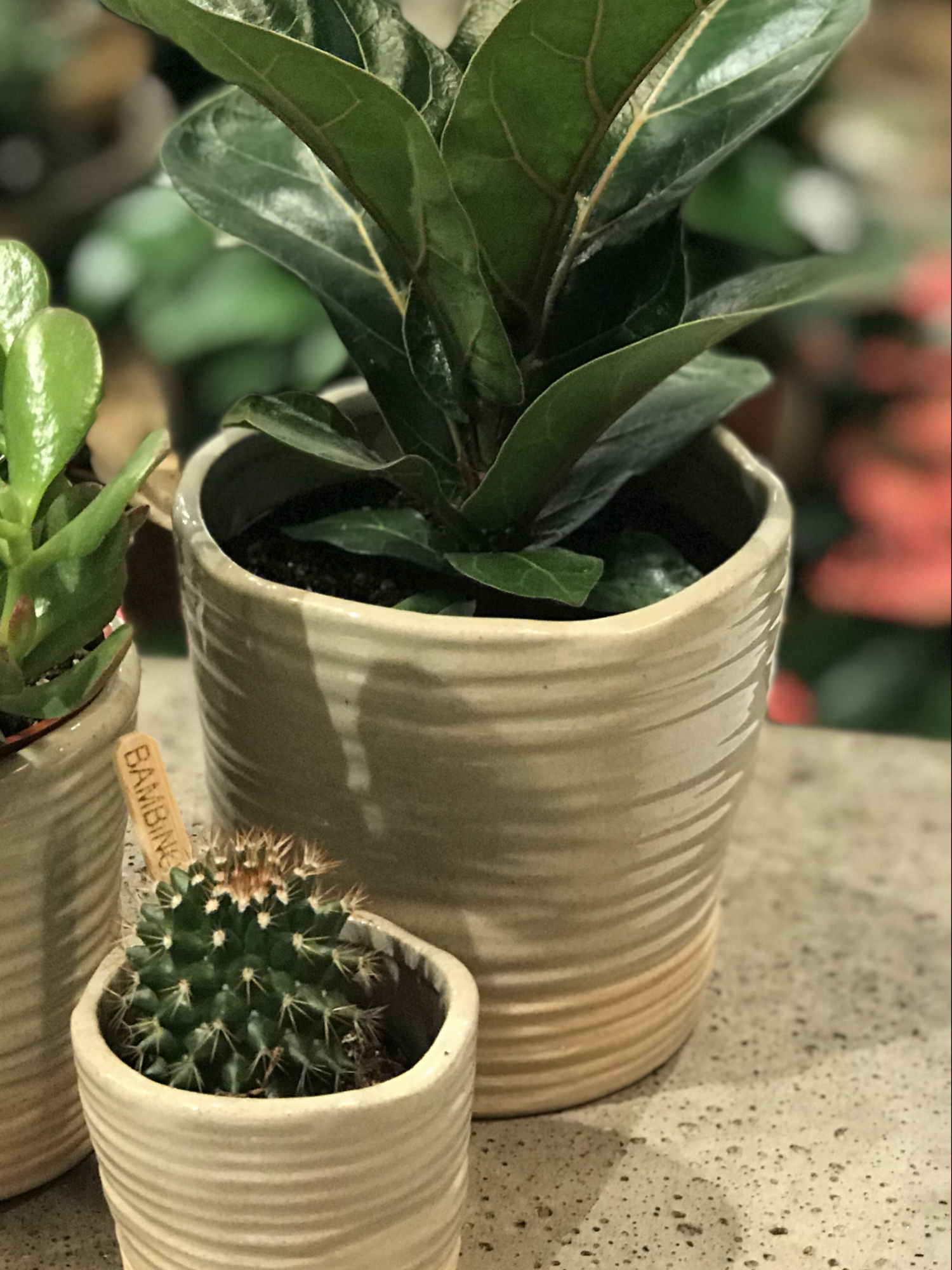 Ficus Lyrata Dwarf (Fiddle leaf fig)