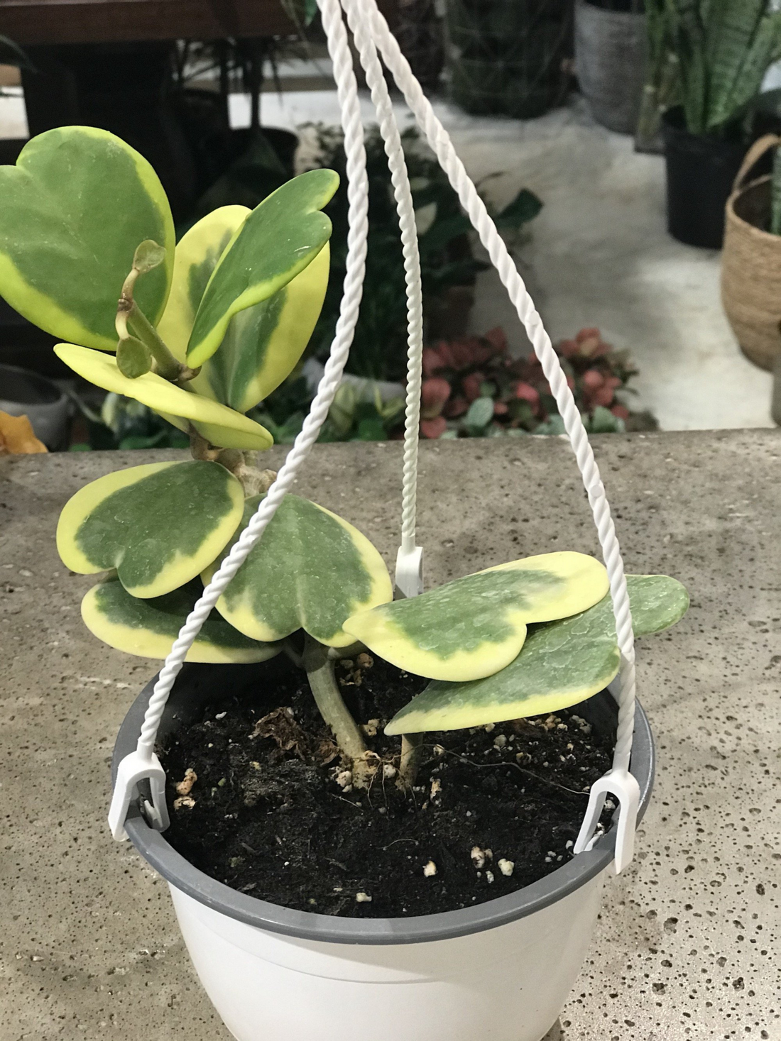 Variegated Hoya Kerrii 5"