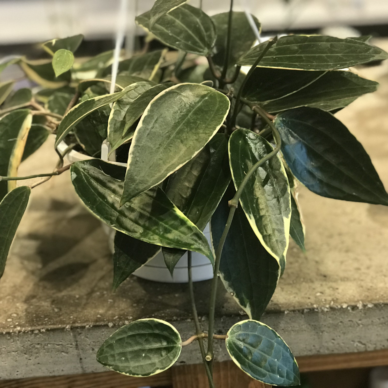 Hoya Macrophylla