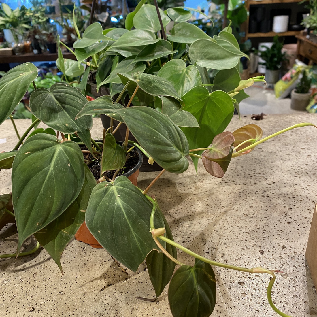 Philodendron Micans 6"