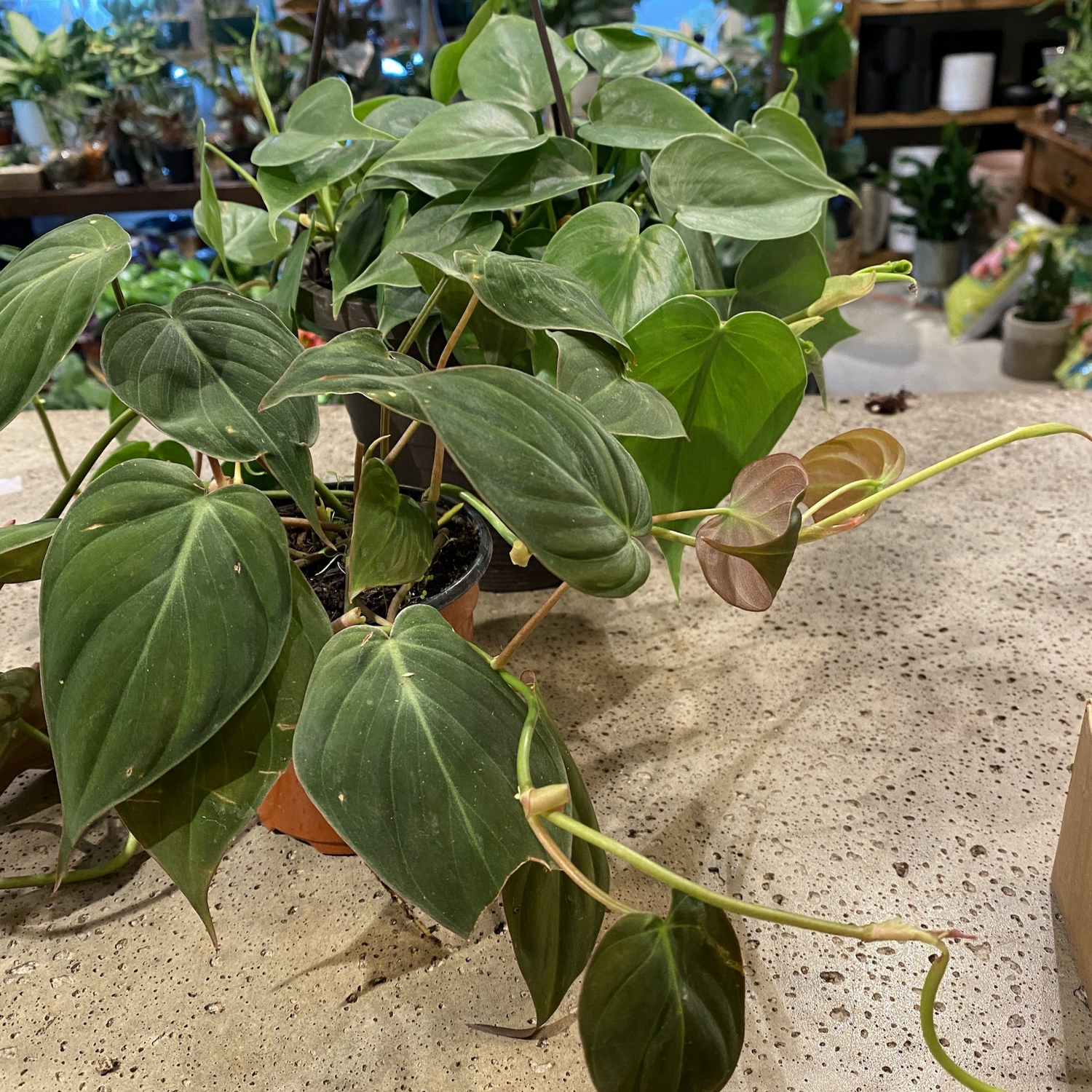 Philodendron Micans