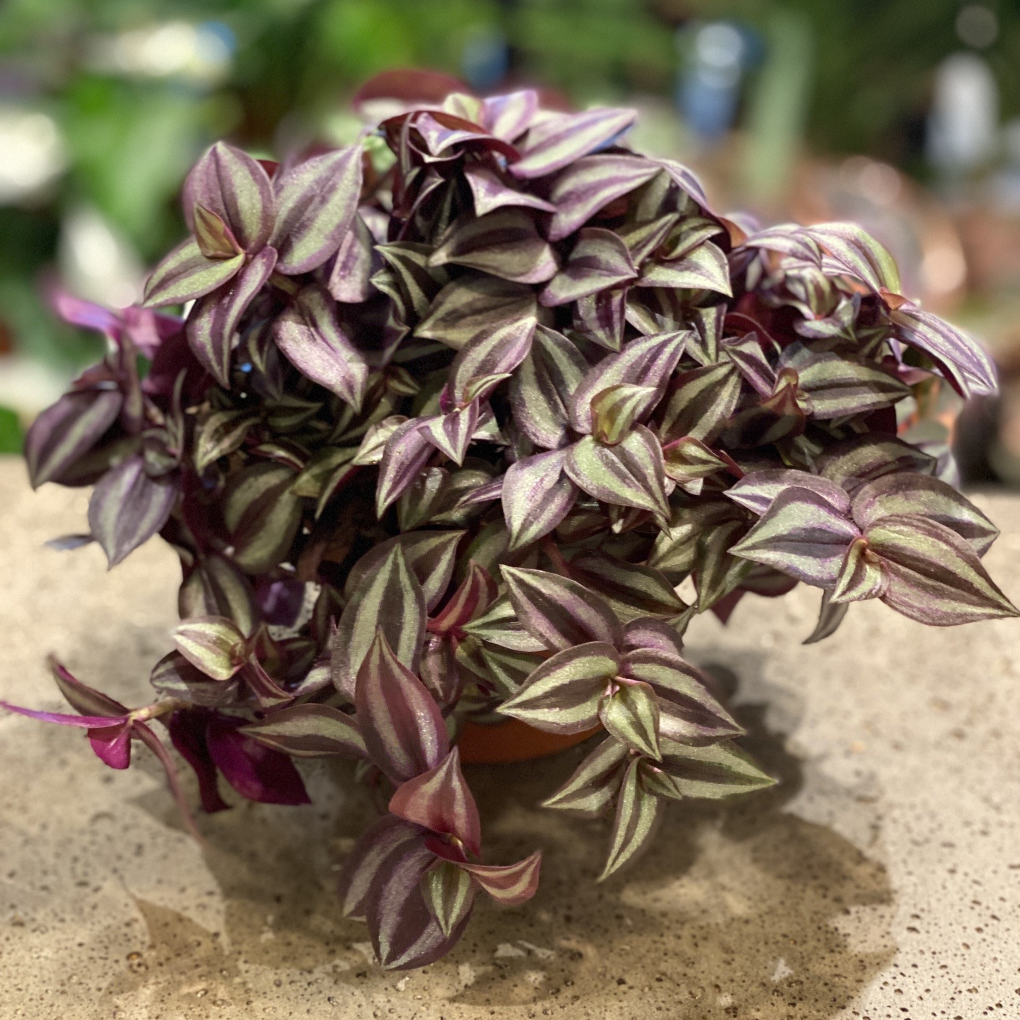 Tradescantia Zebrina purple- hanging basket