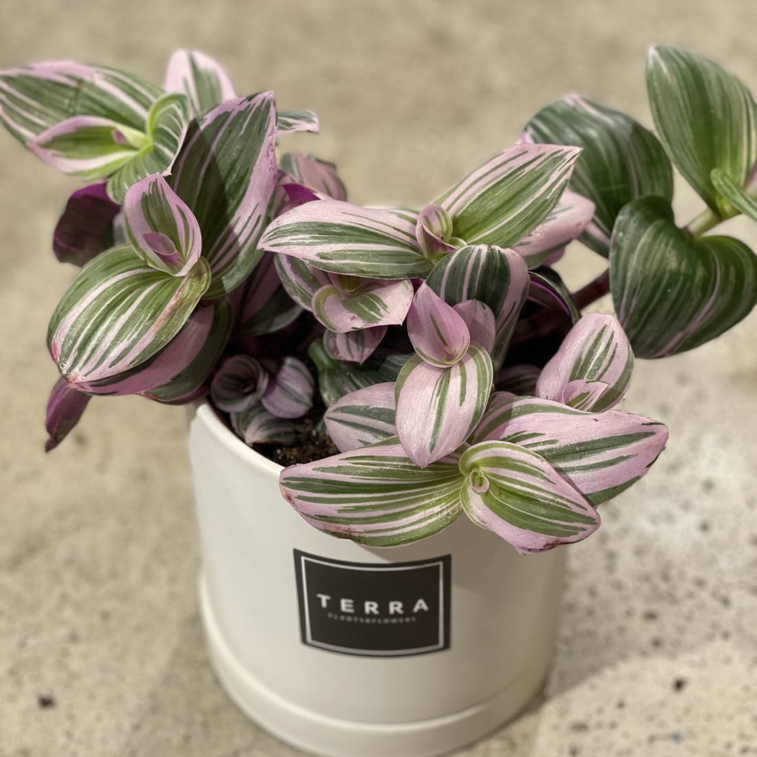 Tradescantia Nanouk (or Bubblegum)