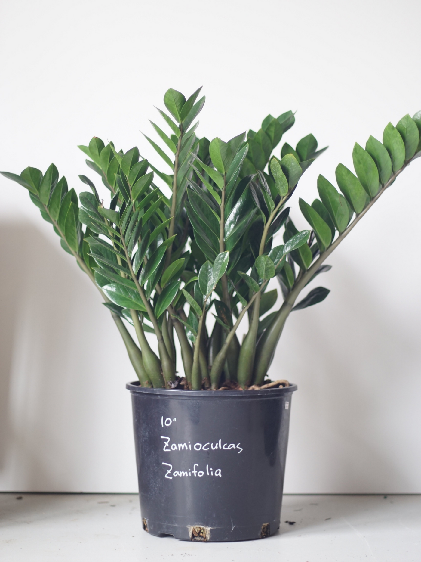 ZZ Plant (Zamioculcas Zamifolia)