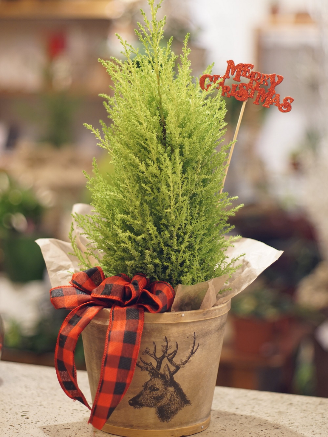 Lemon Cypress tree in Reindeer wooden pot