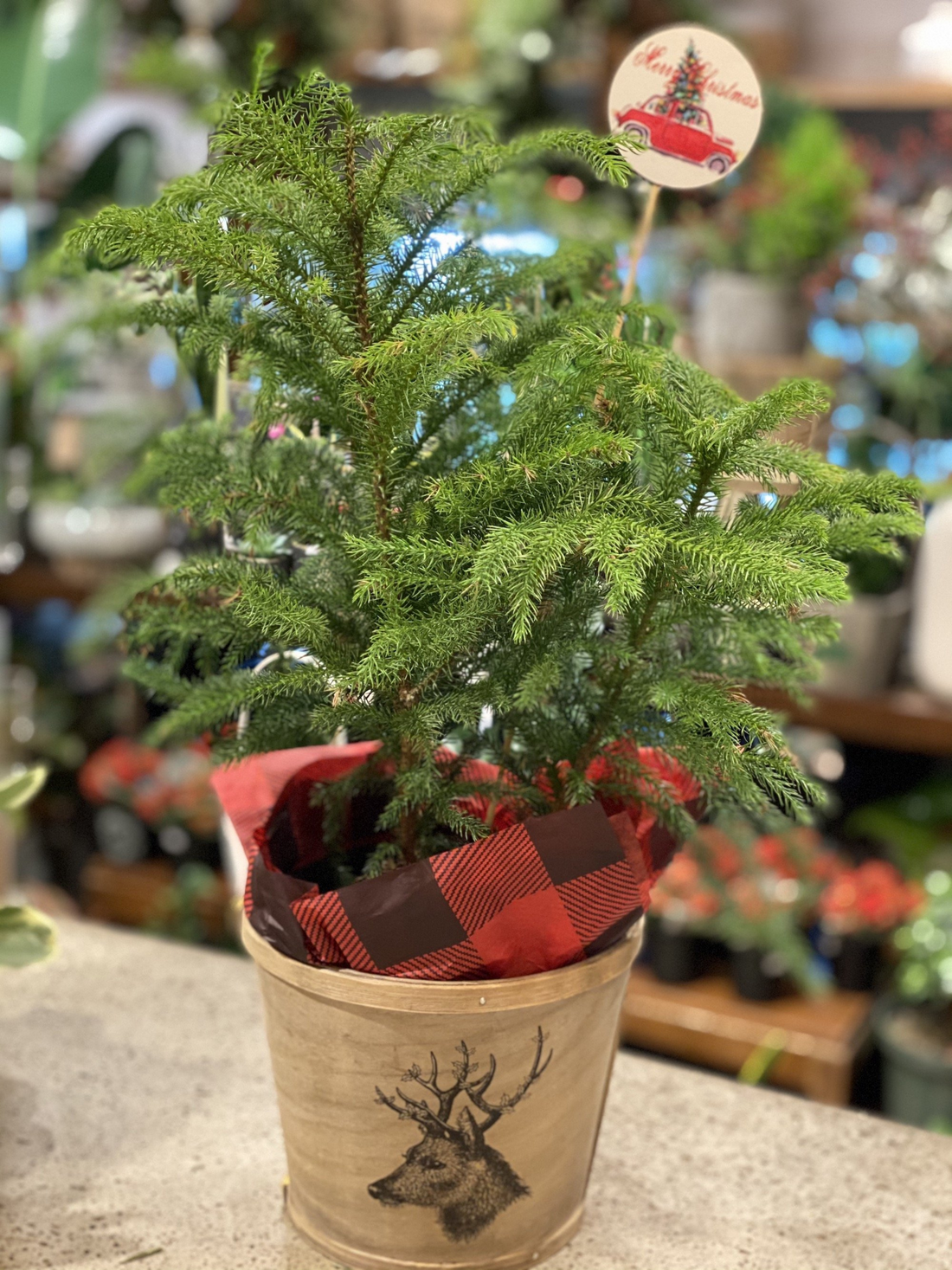 10&quot; Norfolk Island pine in Deco cover pot