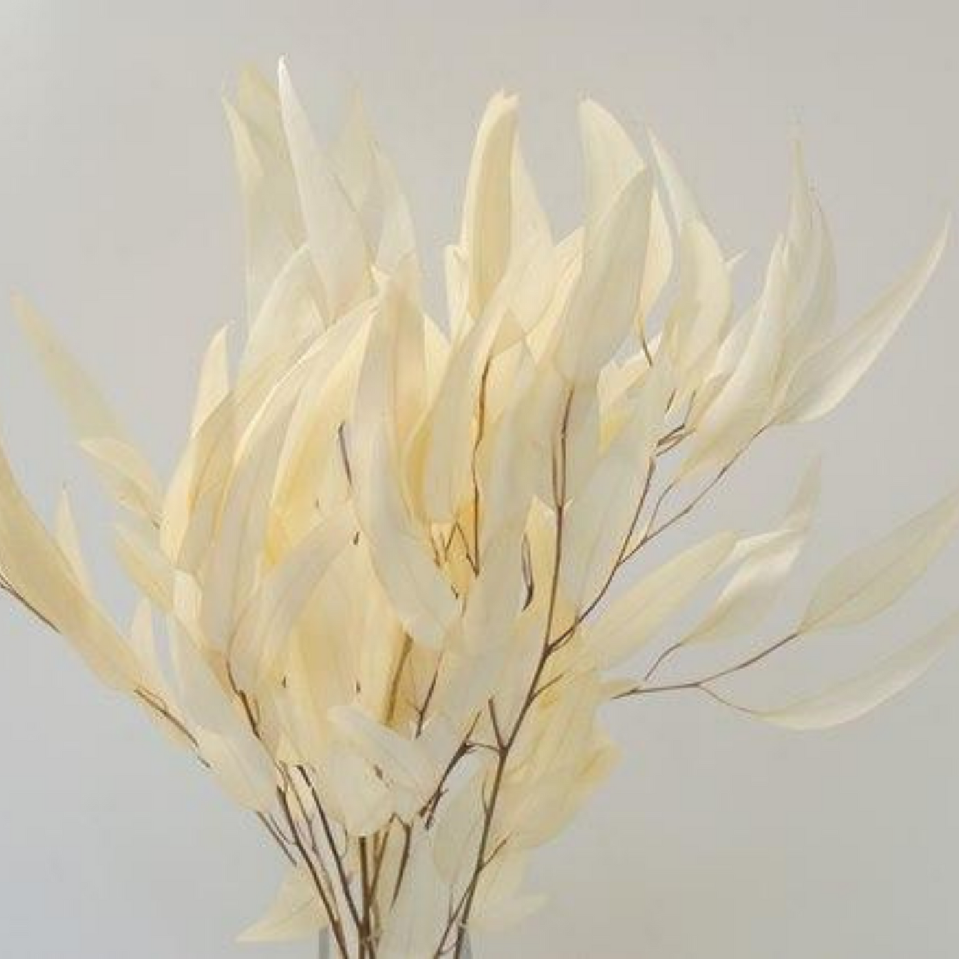 Eucalyptus willow bleached