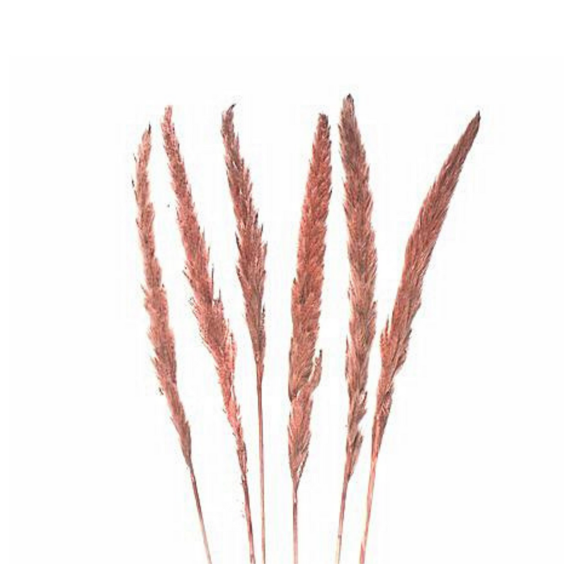Mini Pampas grass dark rose