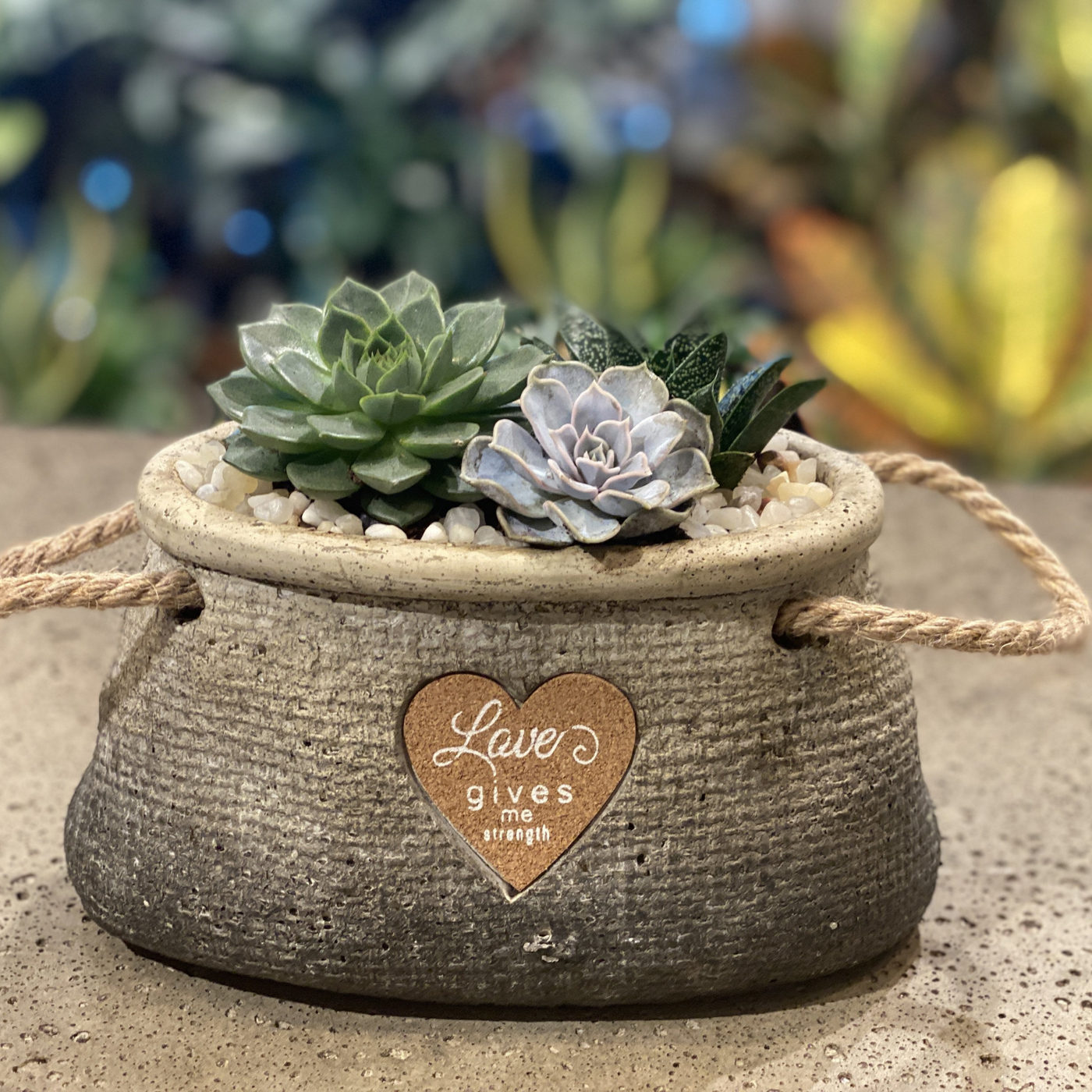 Cactus and Succulent in Love Basket
