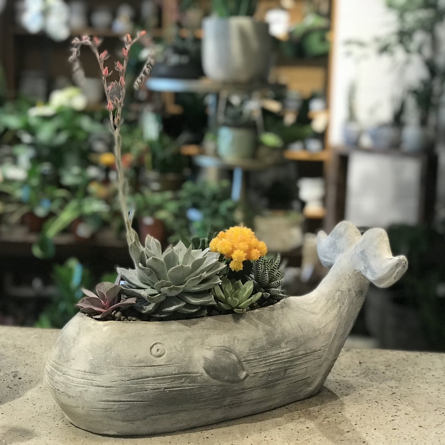 Grey whale planter