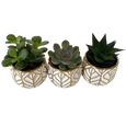GoldLeaf Succulent w/succulent single