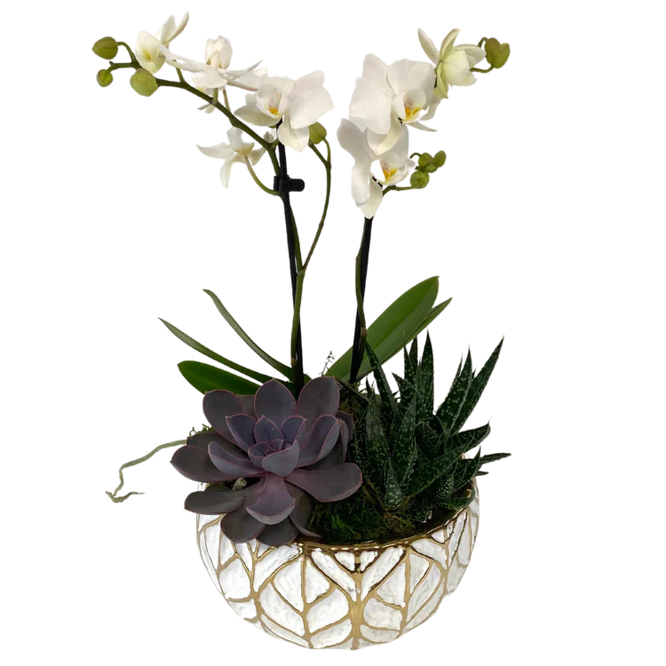 White Gold Leaf Orchid & Succulent planter