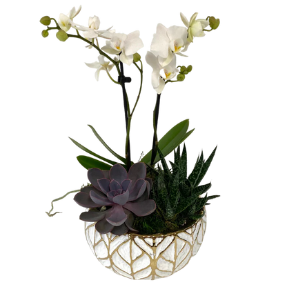 White Leaf Orchid/Succulent Planter