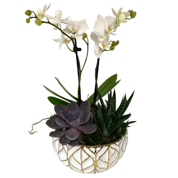 White Leaf Orchid/Succulent Planter